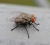 Những bệnh nguy hại do ruồi gây ra